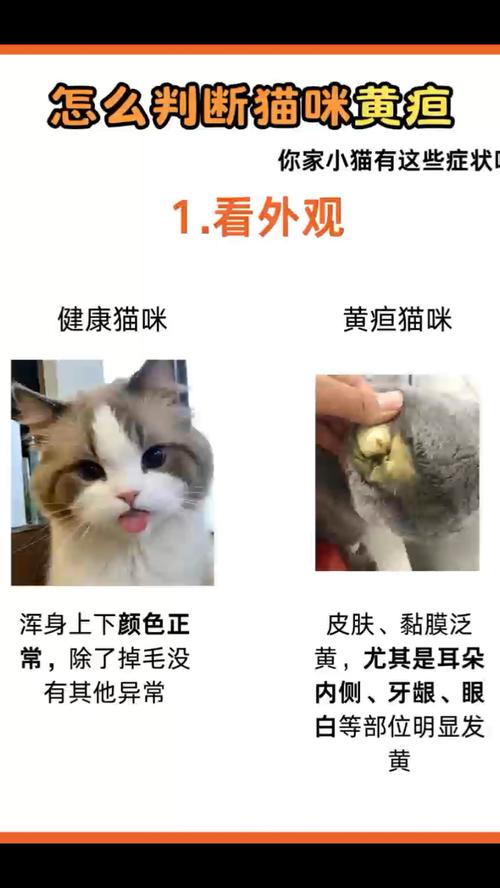 猫黄疸原因是什么