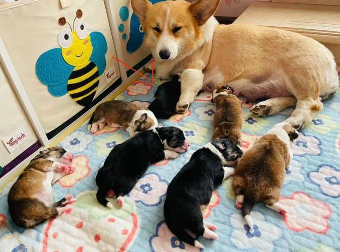 狗狗生第二只间隔多长时间