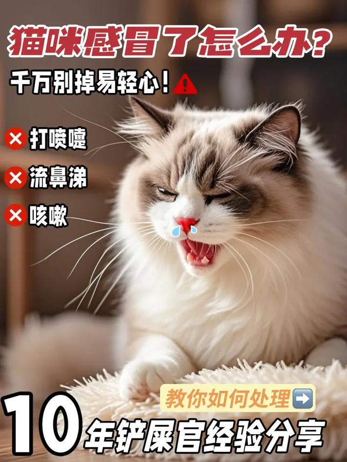 猫咪经常咳嗽怎么回事,猫连续咳咳怎么回事