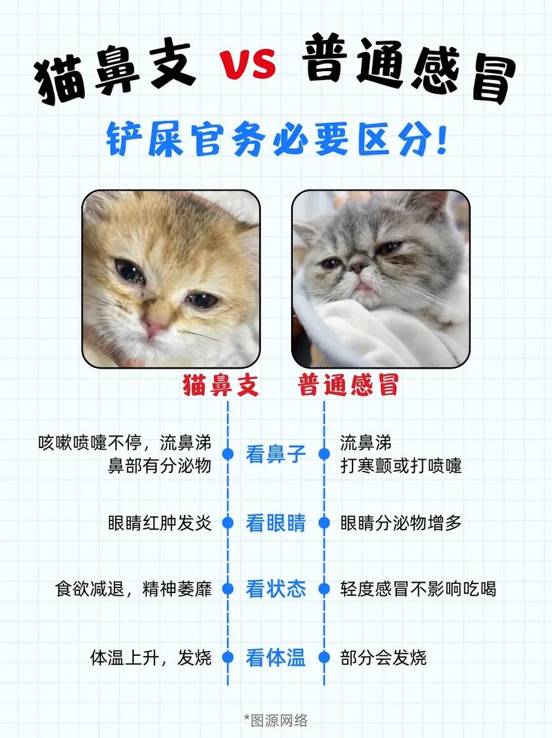 猫咪咳嗽、流鼻涕是怎么回事?