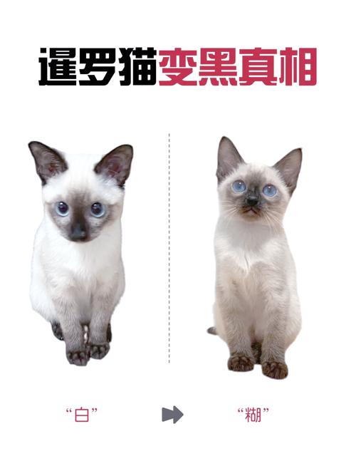 猫记仇了怎么让他消气