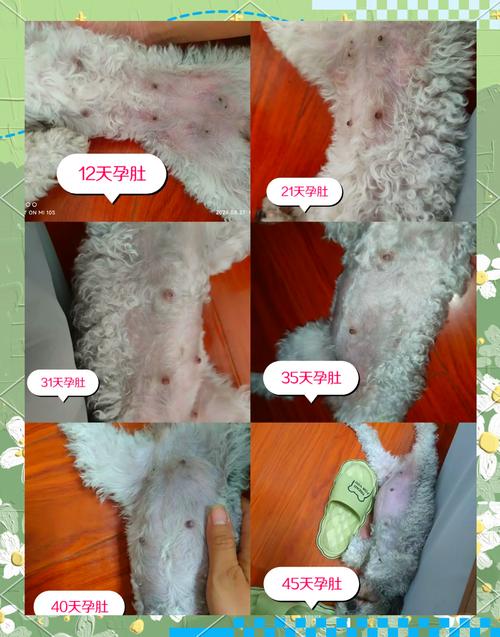 泰迪怀孕的症状是什么