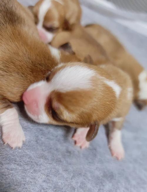 狗狗怀孕了有什么特征