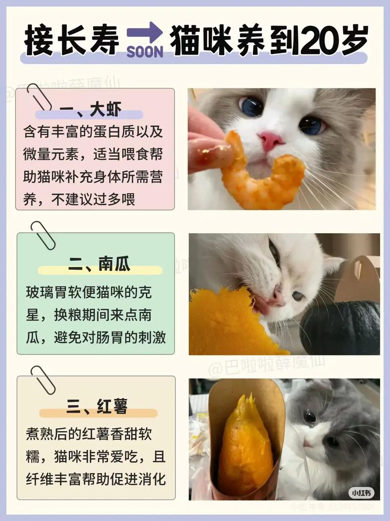 小猫咪可以吃什么肉?