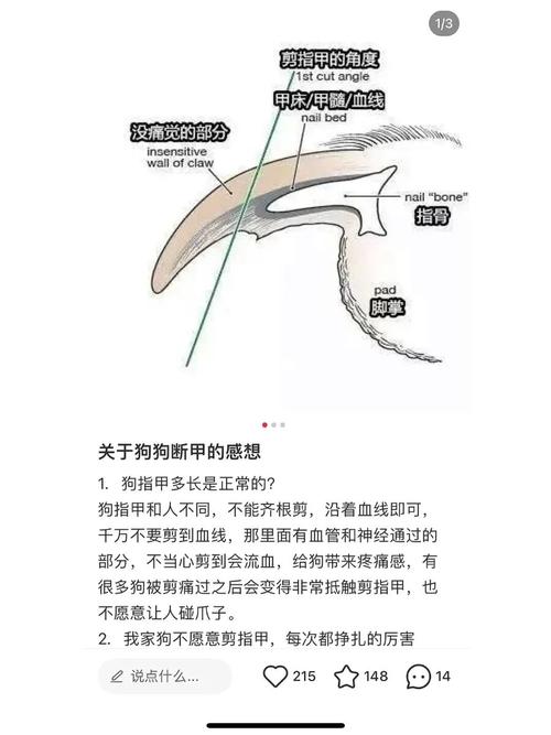 小狗的指甲可不可以剪