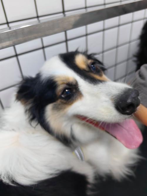 为什么土狗不用剪指甲