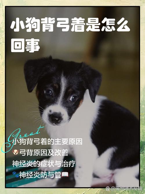 您好,关于狗狗弓着身子,麻烦您回答