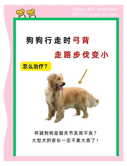 狗狗突然频繁弓着背走路,是怎么了?