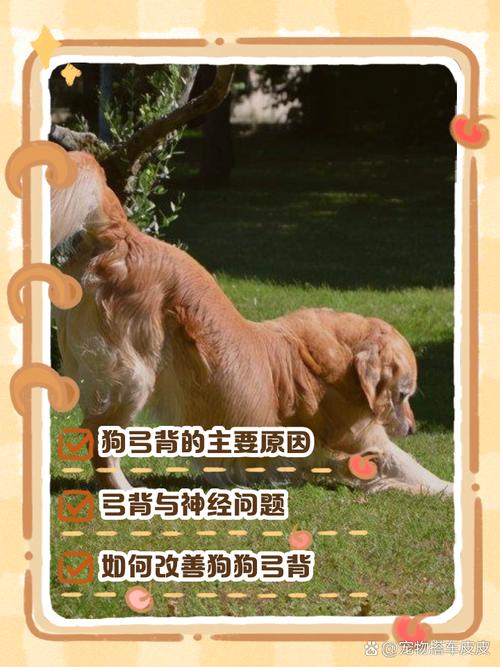 狗狗为什么总是弓着身子