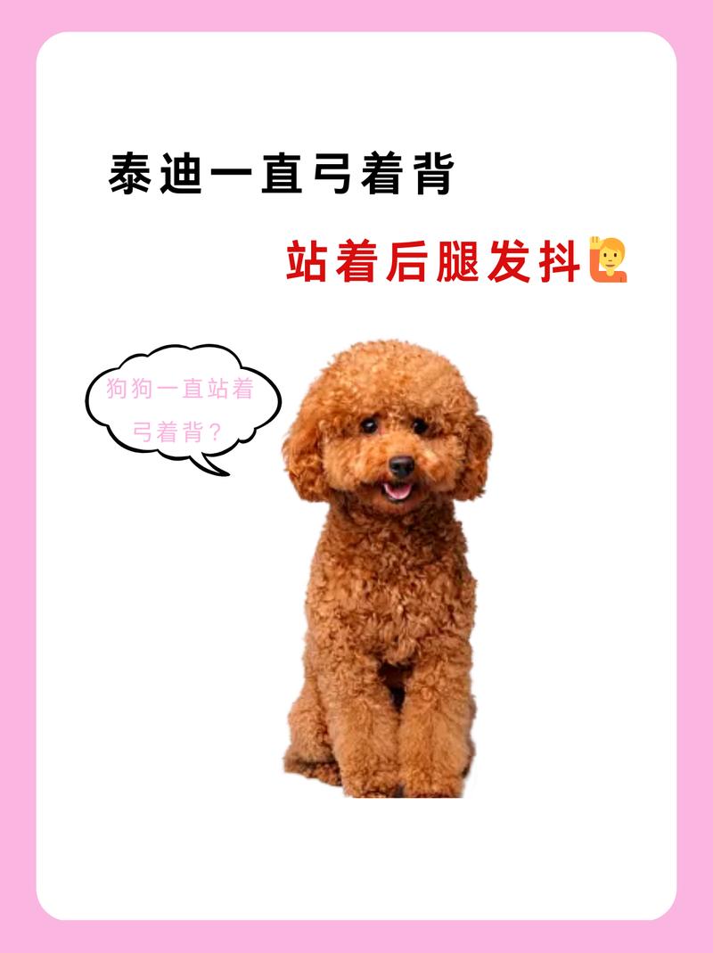 狗狗为什么会弓腰低头