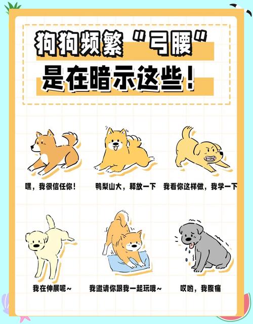 狗狗走路没精神弓着背,可能是以下原因: