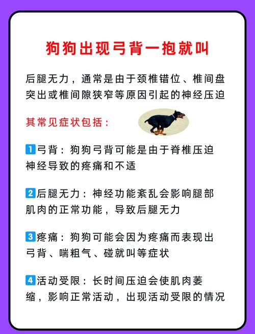 狗狗为什么会弓着身子