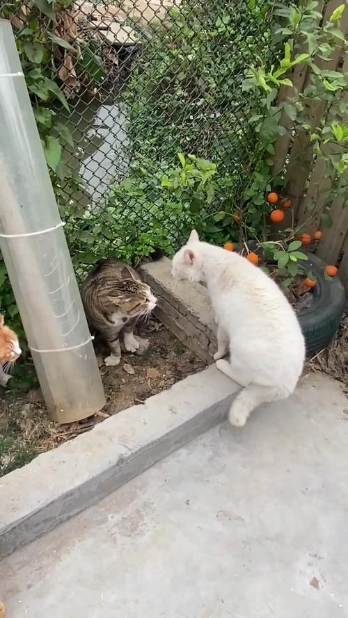 两只猫总是打架怎么办