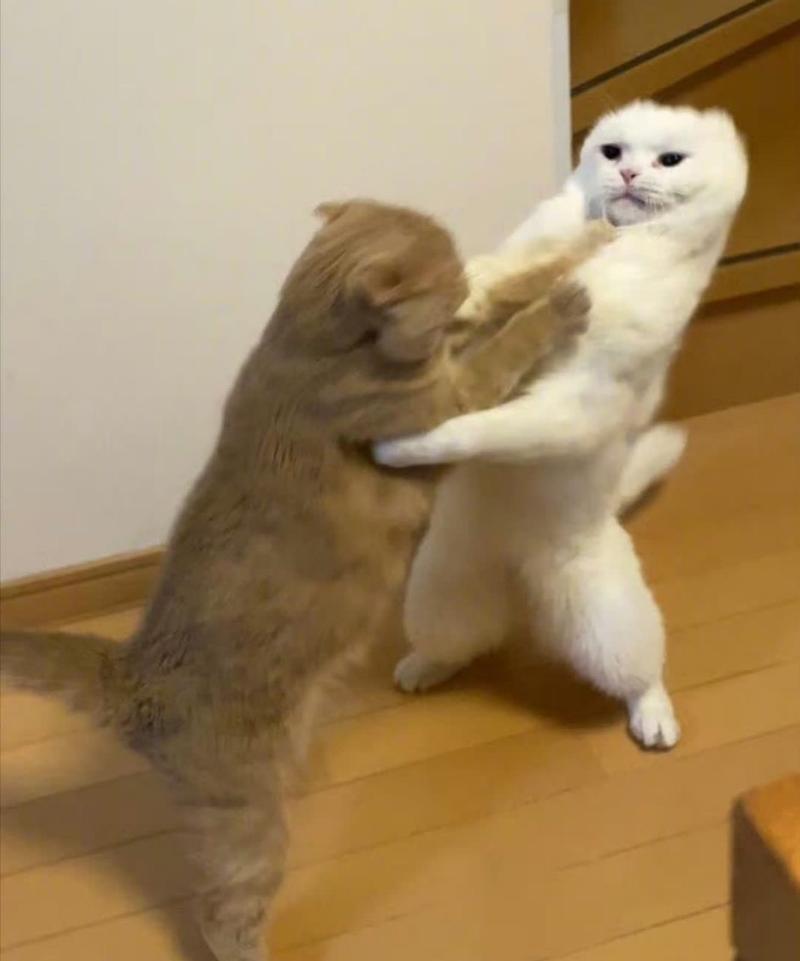 两只猫打架怎么办