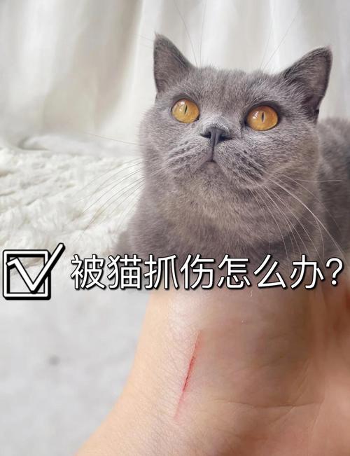 两只猫打架把眼睛抓伤怎么办