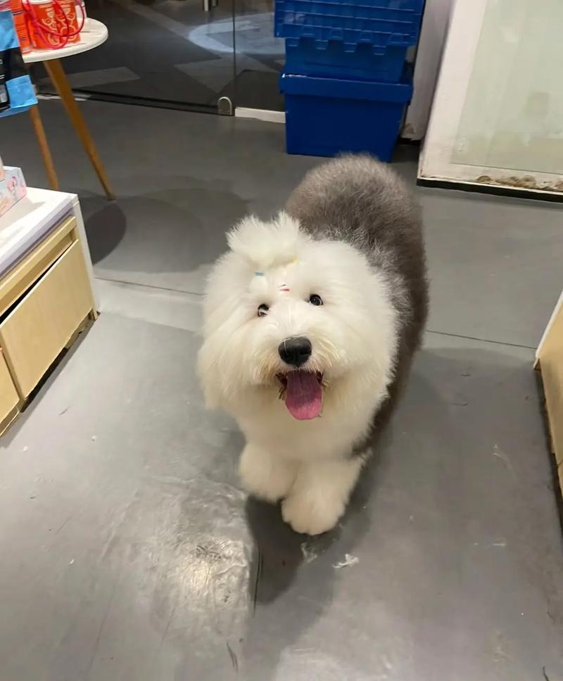 古牧犬耳朵怎么洗?