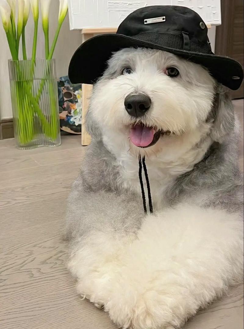 怎么给狗狗洗耳朵几步轻松搞定