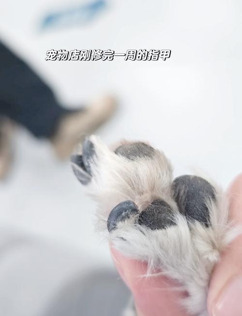 狗狗断血线几天能好