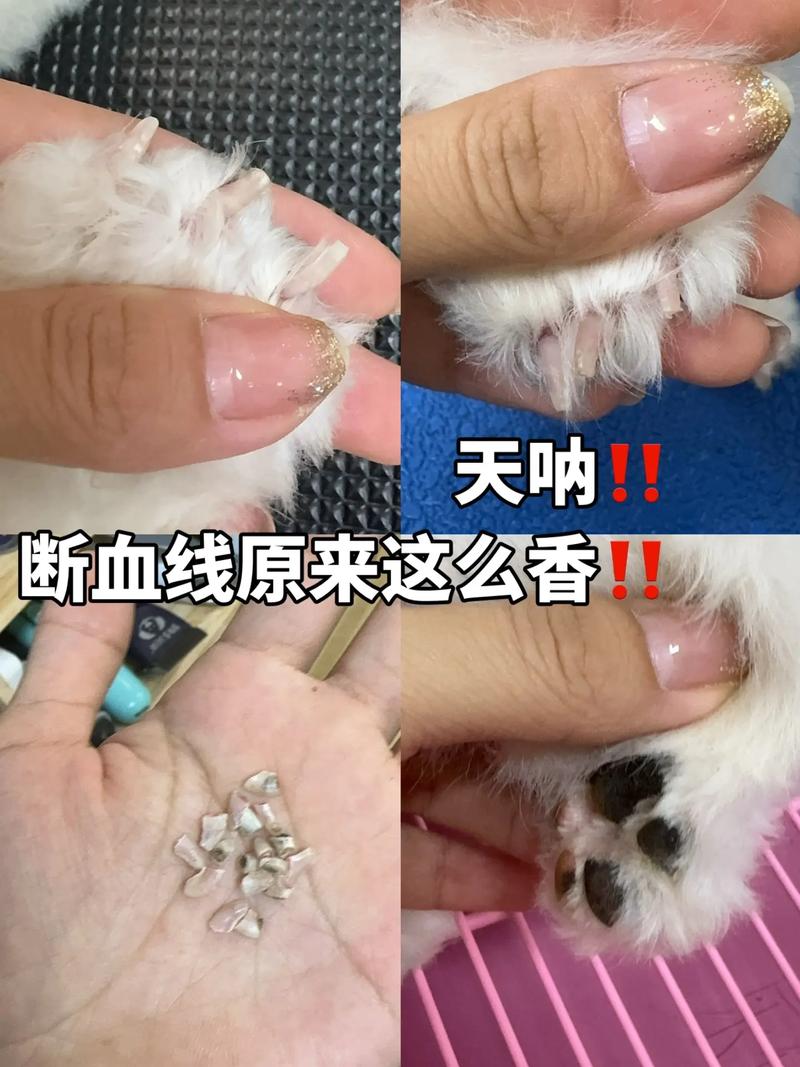 剪到狗狗线了,几天可以恢复啊?