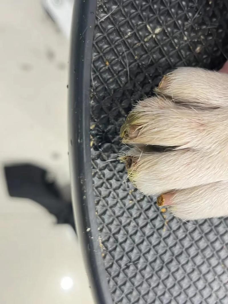 狗狗断血线后怎么恢复