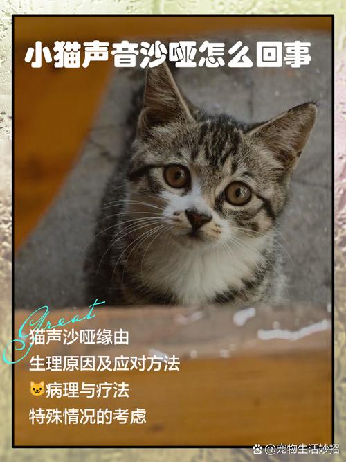 小猫老是流鼻涕呼吸有杂音
