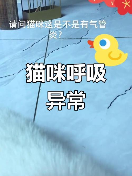 猫为什么呼吸很重还有杂音?