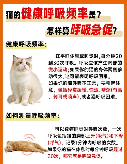 猫呼吸很重有杂音