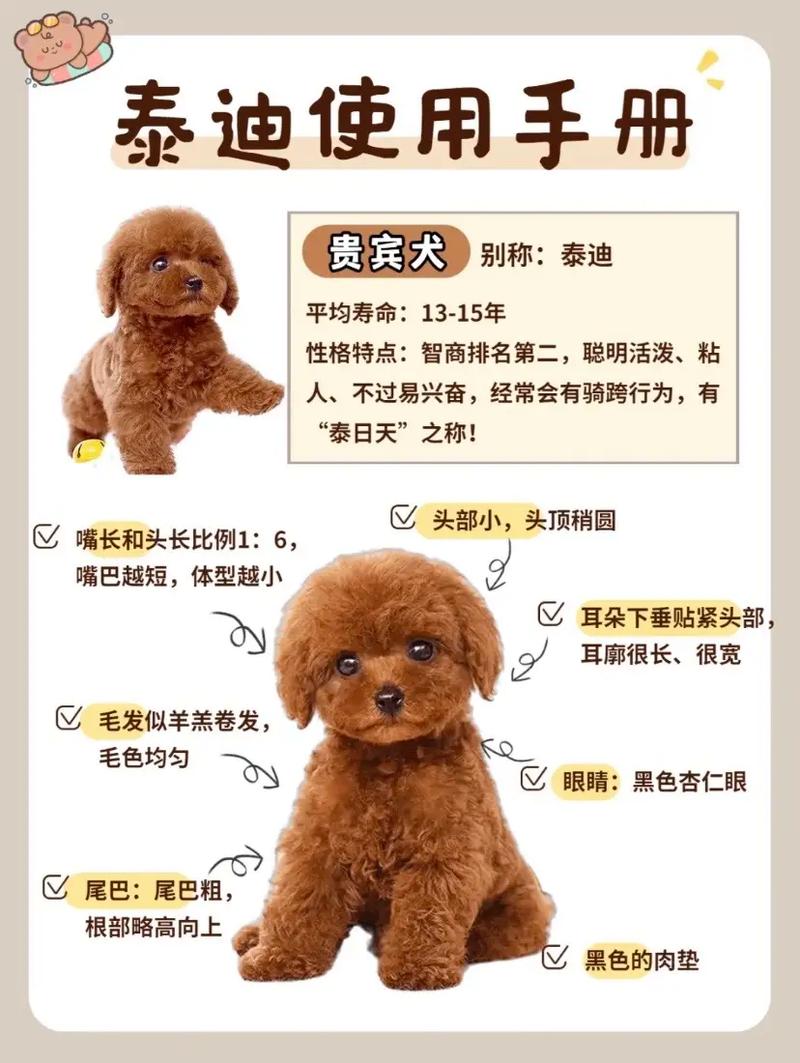 金毛四十天怎么喂养