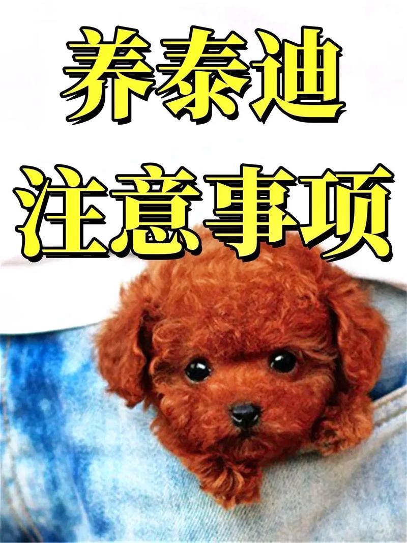 40天的泰迪狗狗怎么喂养