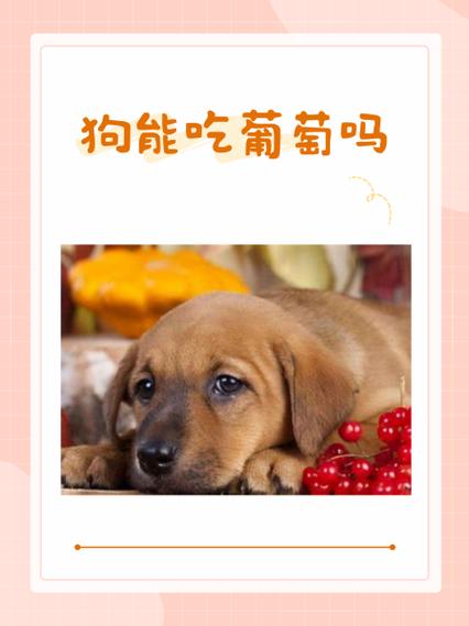 狗狗得细小喂葡萄糖要兑水吗