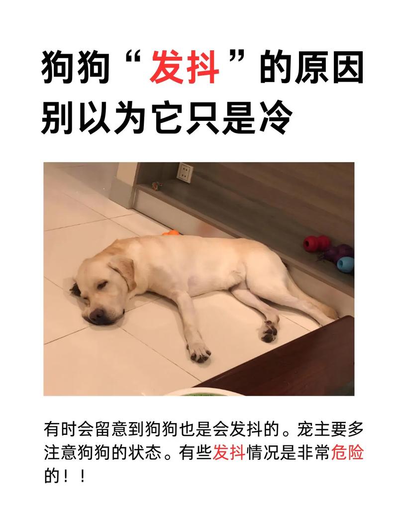 狗狗吃完食总是会发抖是怎么回事?