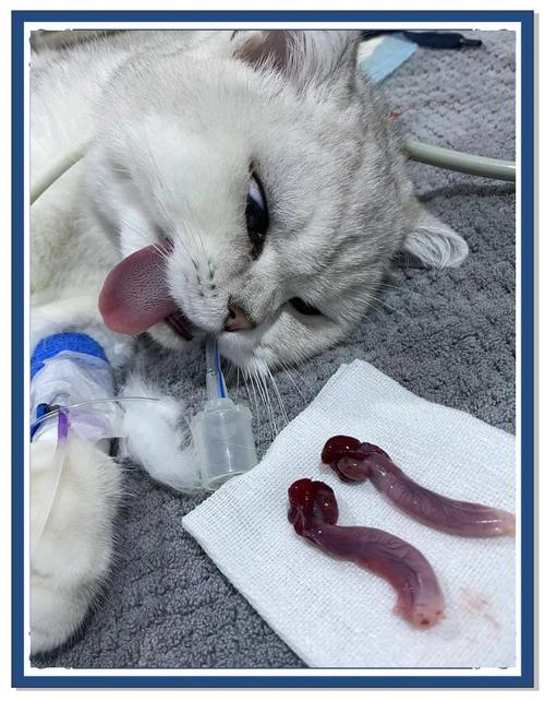 小母猫多大可以做绝育手术