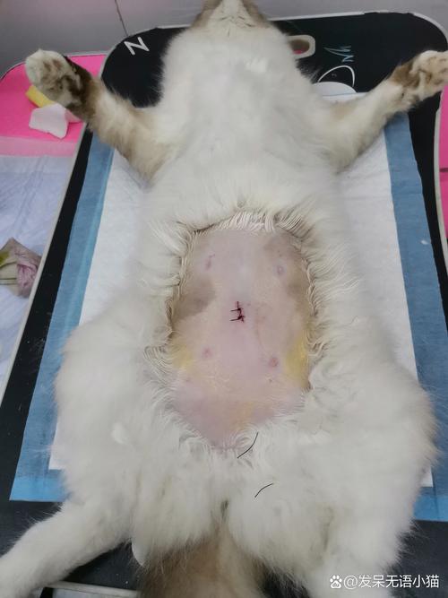 母猫多大做绝育最合适?