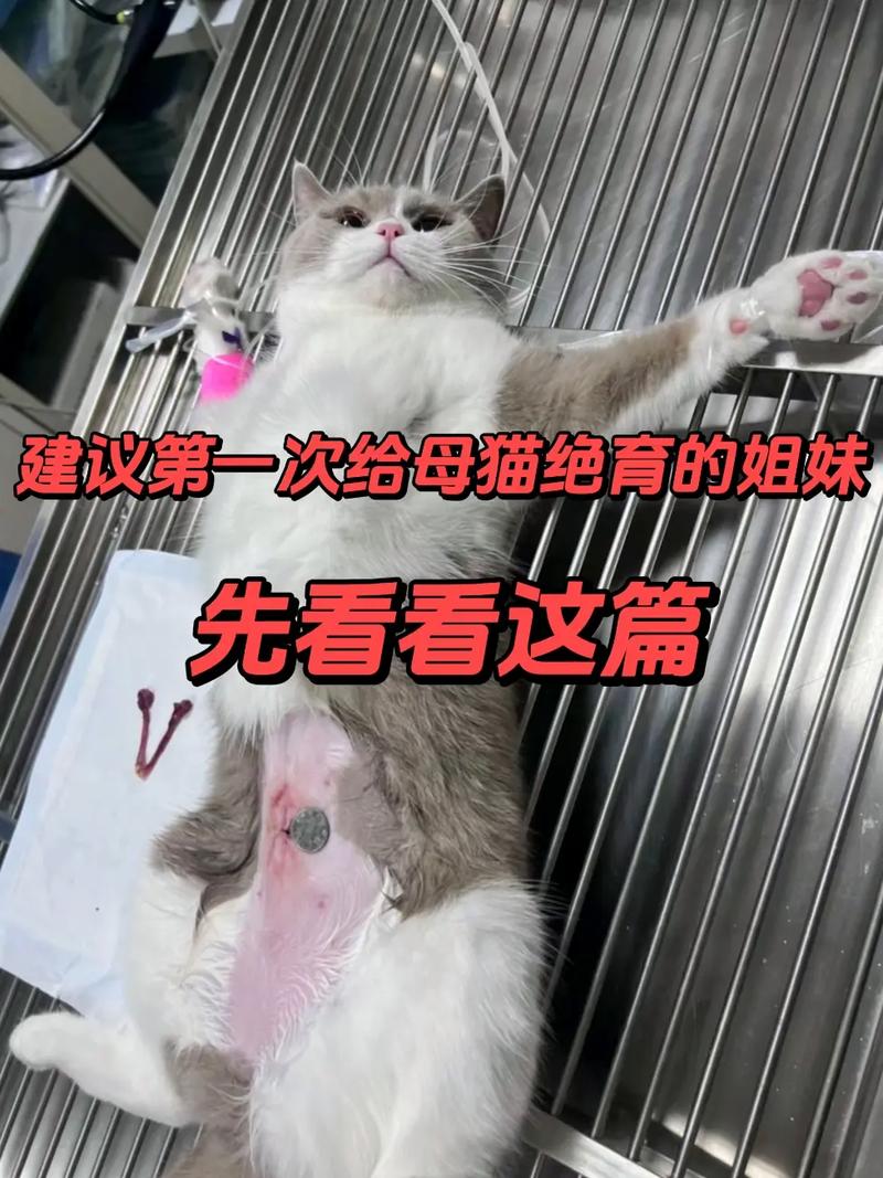 养了两年的猫还可以做绝育么?多久可以做绝育?