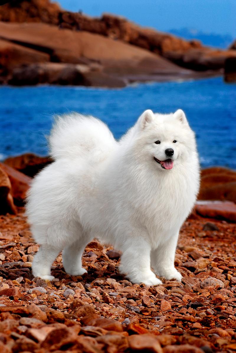 耐寒的犬种有哪些?它们真的不需要穿衣服吗?