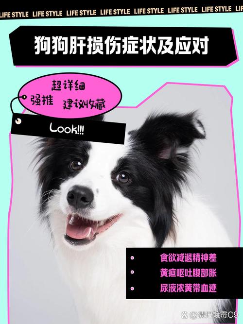 狗狗肝损伤的症状