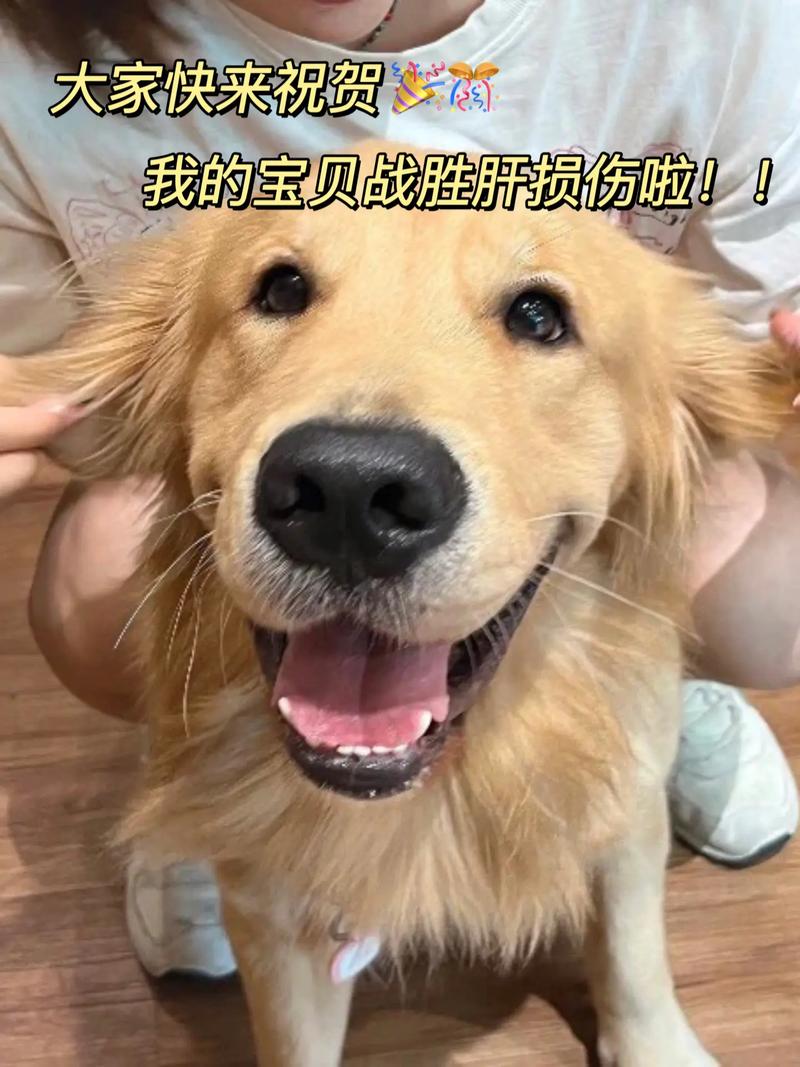 狗狗肝衰竭痛苦吗