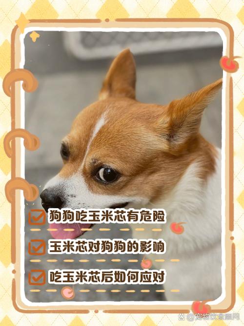 三个月大的泰迪狗狗除了吃狗粮还能吃什么