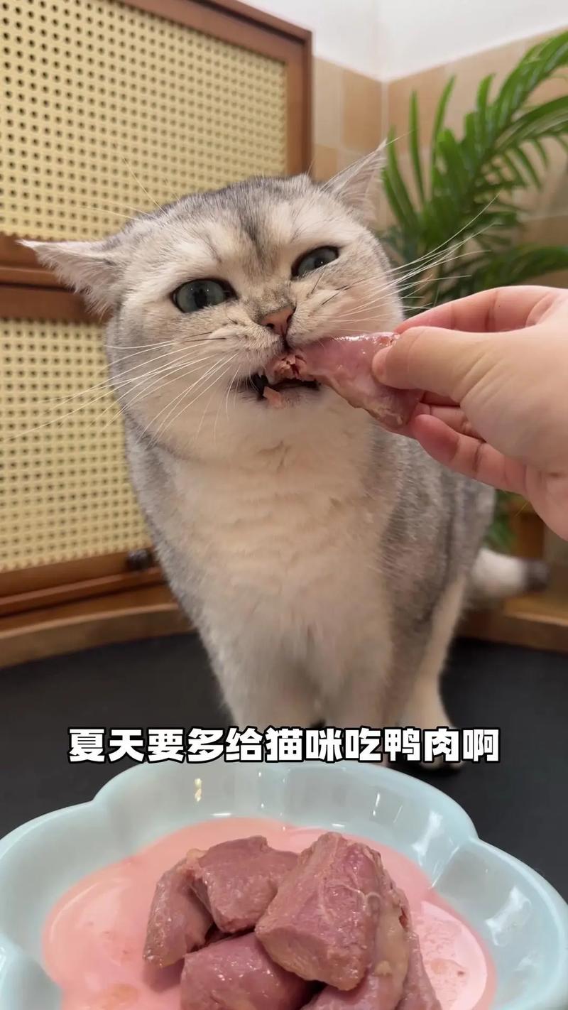 流浪猫能不能吃鸭肉