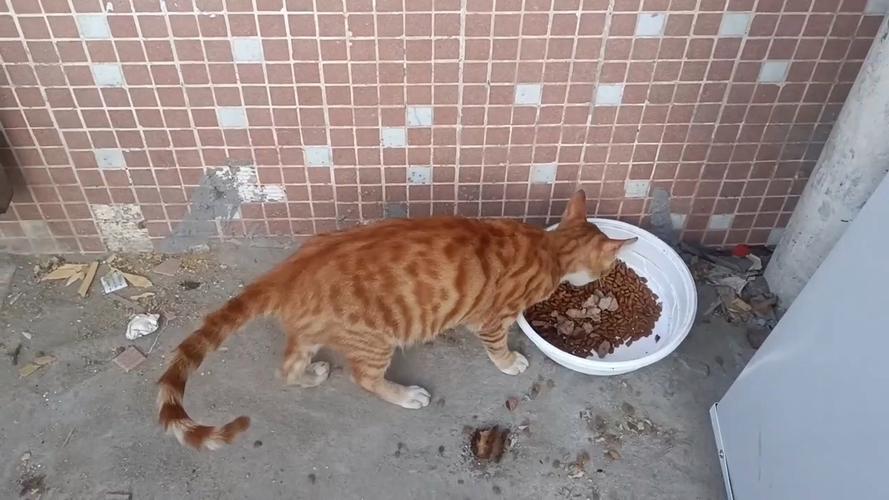 猫能不能吃烤鸭