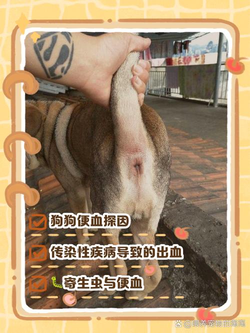 狗狗出血如何急救?