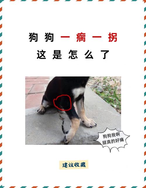 狗狗腿发青为什么