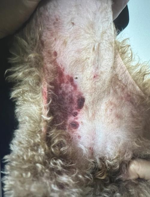 狗狗生殖器流血是怎么回事?