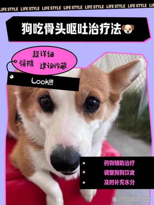 狗狗吃多了不消化该怎么办?