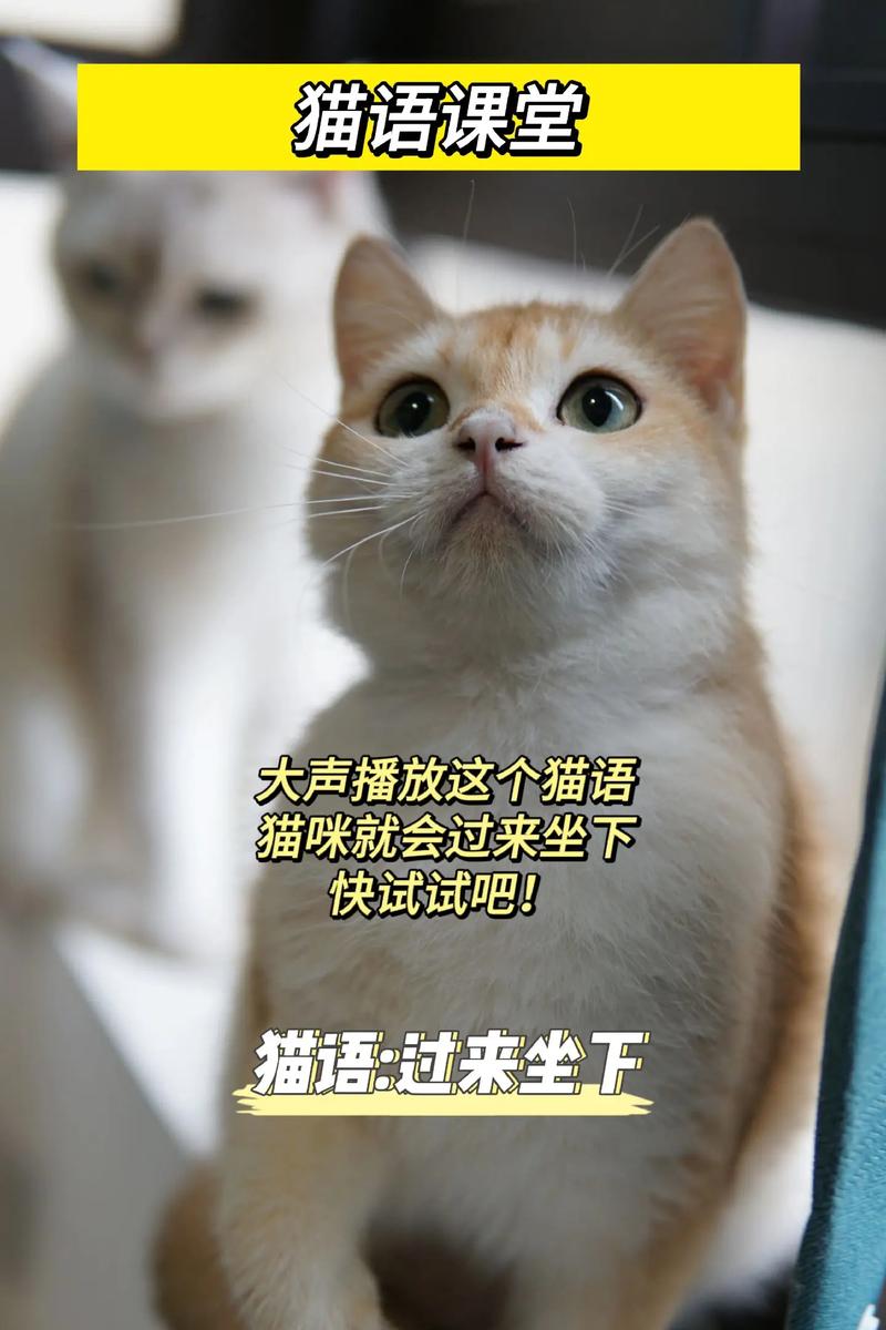 猫语过来怎么叫