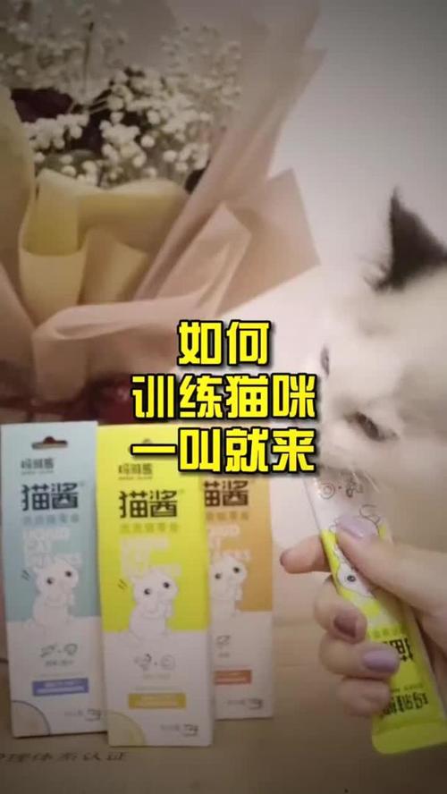 怎么训练猫咪一叫就过来?