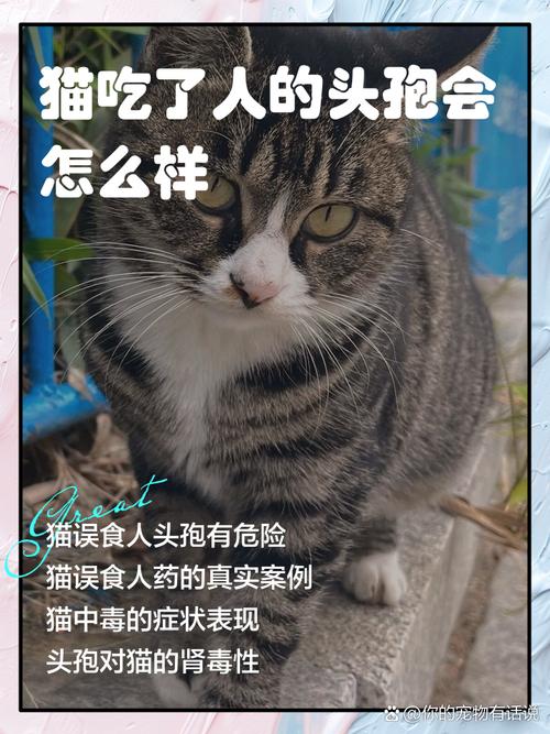 猫可以吃头孢消炎药吗