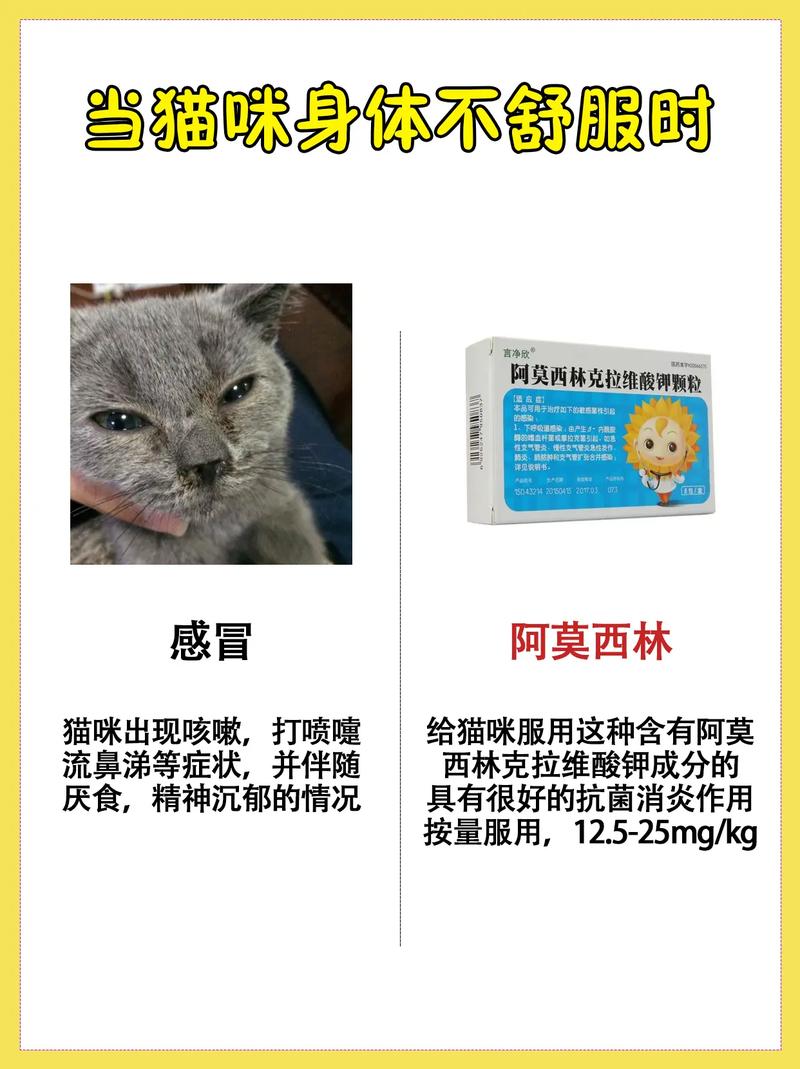 猫可以吃人的消炎药么?
