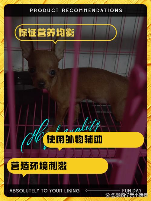 哪些方法能帮助狗狗立耳?