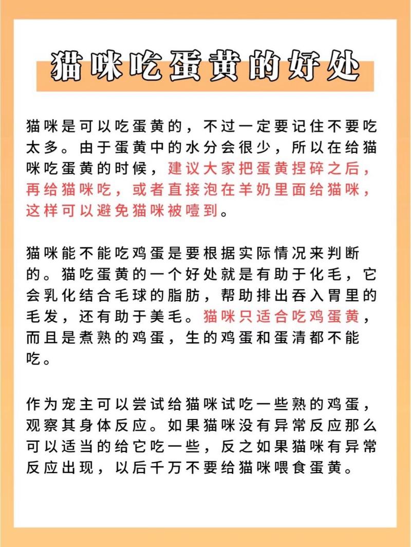 小猫咪能吃蛋黄吗?